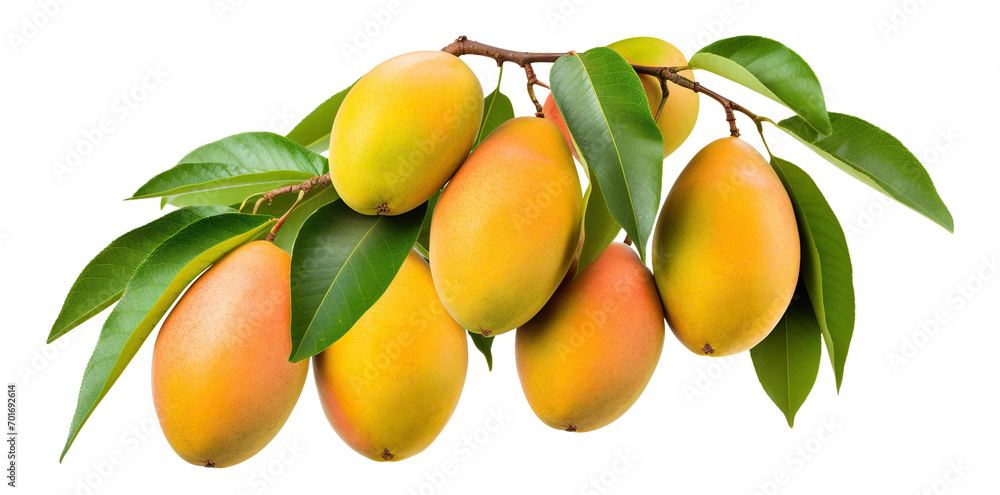 Branch of delicious ripe mango, cut out