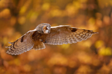 Wall Mural - Autumn nature. Owl in orange forest, yellow leaves. Long-eared Owl with orange oak leaves during autumn. Wildlife scene from nature, Poland, Europe.