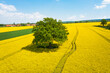 canola field in spring with green tree