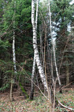 Fototapeta Tęcza - Brzozy i las 