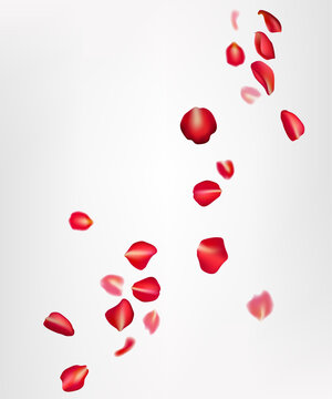 Realistic flying red rose petals on a white background. Perfect for romantic cards, weddings, and Valentine's Day celebrations. The design creates a beautiful, natural, and festive atmosphere. Not AI
