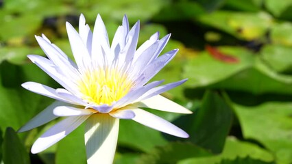 Canvas Print - Beautiful lotus flowers in the pond