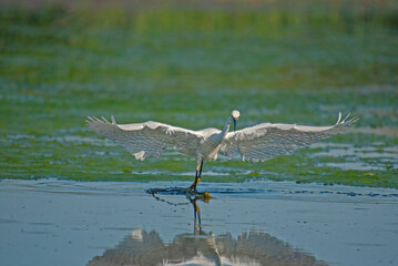 Wall Mural - Little Egret, Egretta garzetta is hunted in Isikli Lake, Turkey.