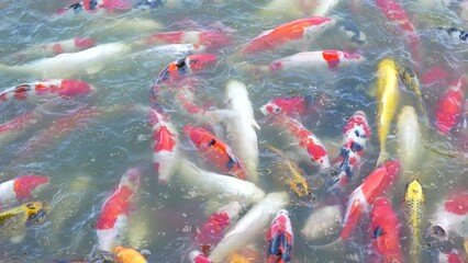 Wall Mural - Beautiful colorful koi fish float in the water.