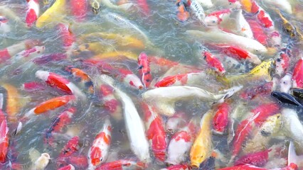 Wall Mural - Beautiful colorful koi fish float in the water.