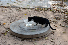 Black And White Feral Street Cat Finds A Plastic Bowl Of Water Set Out On A Cement Manhole Cover.
