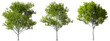 Isolated environmental woods trees collections cutout 3d render png