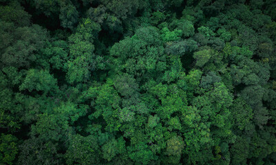 Wall Mural - aerial top view of green trees in forest. drone view of dense green tree captures co2. green tree na