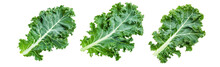 Single Green Leaf Of Curlyleaf Kale Isolated