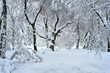 Ein Wald mit hohen Schnee im Winter, und der Blick fällt auf einen knorrig gewachsenen alten Baum. Eine ruhige Winterstimmung im märchenhaften Wald.