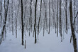 Winter Stimmung in einem jungen Wald mit hohen Schnee.