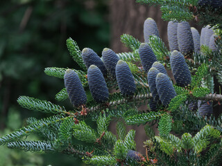 Blue fir cones on a green branch close-up