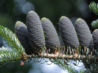 Blue fir cones on a green branch close-up