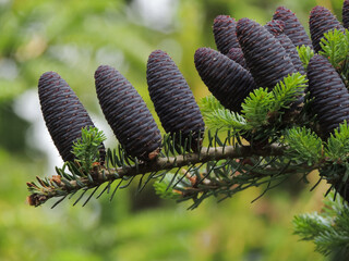 Blue fir cones on a green branch close-up