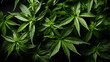 Fresh organic top view hemp leaf background