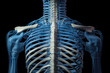 Anatomical Insight, Soft Blue Chlorine Cervical Spine Lateral View of Human Skeleton.