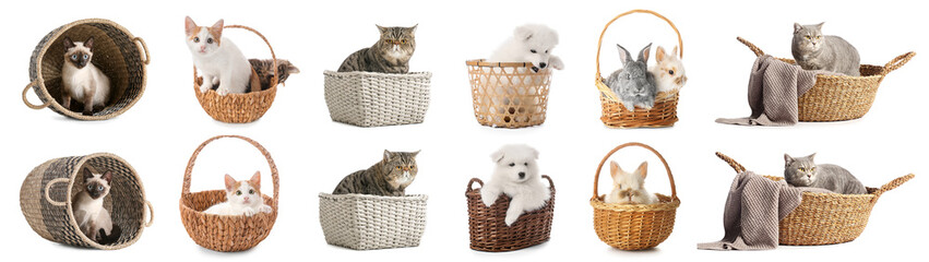 Wall Mural - Set of many cute domestic animals in baskets on white background