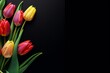Tulip flowers on a black background