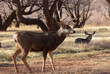 Mule Deer Buck in Capitol Reef National Park Utah 