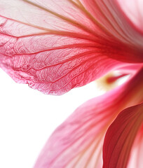 Wall Mural - Background with pink flower petals, macro detail