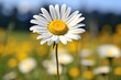 White daisy or chamomile flower isolated
