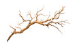 ©  Jannatul Koraise - Dry tree branch isolated on transparent background. PNG file, cut out