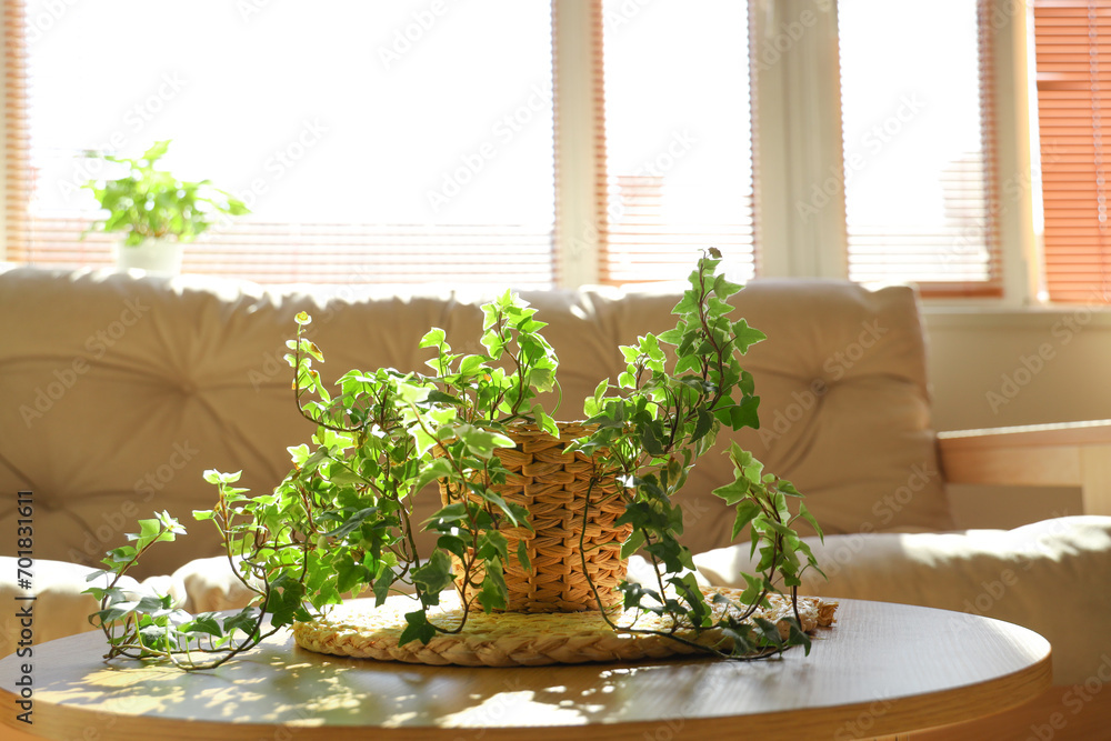 Houseplant on coffee table in living room