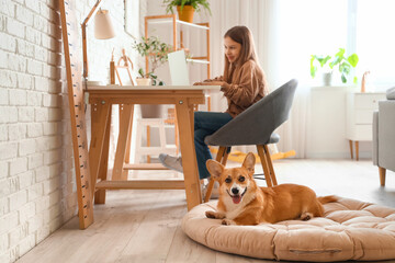 Sticker - Little girl with cute Corgi dog using laptop at home