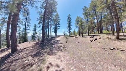 Wall Mural - Hiking the Widforss Trail on the North Rim of the Grand Canyon