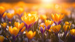 Close-up of vibrant yellow crocus flowers basking in the warm, soft light of the sun, symbolizing the arrival of spring.