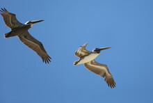 Seagulls Fly Along The Florida Coast.