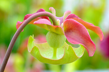 Poster - Detail of the flower of trumpet pitcher (Sarracenia Wrigleyana), a beautiful insectivorous plant