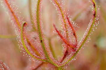 Canvas Print - Leaves of a sundew (Drosera capensis Red). Image with selective blur