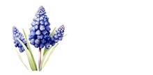 Dark Purple Muscari Blooming, Heralding Arrival Of Spring, Accompanied By Verdant Stems And Leaves. Artistic Illustration Reflection Watercolor-style Design Suitable For Cards, Banners, Copy Space.