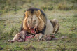 lion with kill	