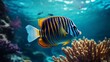 A Regal Angelfish hovering gracefully in an