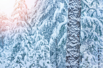 Wall Mural - Winter landscape. Snow covered coniferous forest in winter calm evening. Snowy coniferous forest.