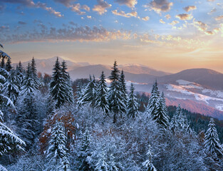 Poster - Winter sunset mountain landscape with rime and snow covered spruce trees  (Carpathian, Ukraine)