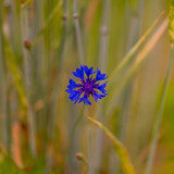 Fototapeta Sawanna - kwiat