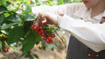 Canvas Print - picking cherries