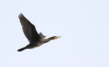 Great Cormorant In Flight, Phalacrocorax Carbo, Birds Of Montenegro	
