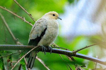 Wall Mural - Closeup of a pied imperial pigeon, Ducula bicolor, perched