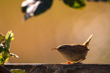 Wall Mural - Eurasian Wren bird, Troglodytes troglodytes, display, singing and mating during Springtime