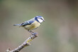 Adult Blue Tit (Cyanistes caeruleus) posed on the end of a stick in British back garden in Winter. Yorkshire, UK