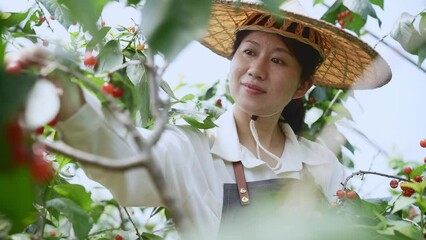 Canvas Print - picking cherries