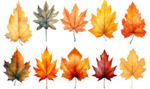 Watercolor Autumn Maple Leaves Set Isolated On Transparent Background.  Hand Drawn Illustration.