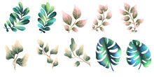 Set Of Branches And Leaves In Watercolour Stylistics Isolated 