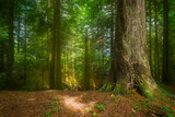 Fototapeta Na ścianę - path in the forest