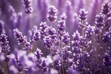 Fototapeta Lawenda - lavender flowers close up