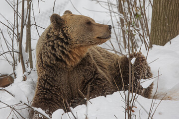 Poster - male brown bear (Ursus arctos) in the snow, not yet in hibernation